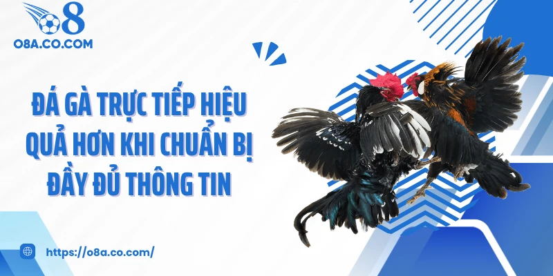 Đá gà trực tiếp hiệu quả hơn khi chuẩn bị đầy đủ thông tin