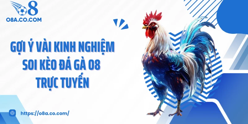 Gợi ý vài kinh nghiệm soi kèo đá gà O8 trực tuyến