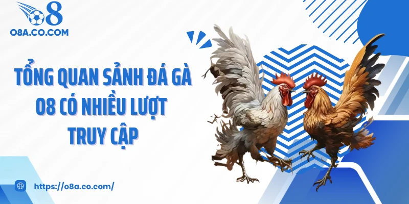 Tổng quan sảnh đá gà O8 có nhiều lượt truy cập